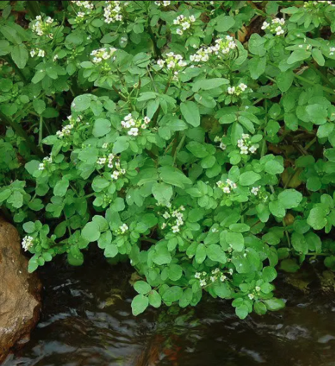Edible Pond Plants